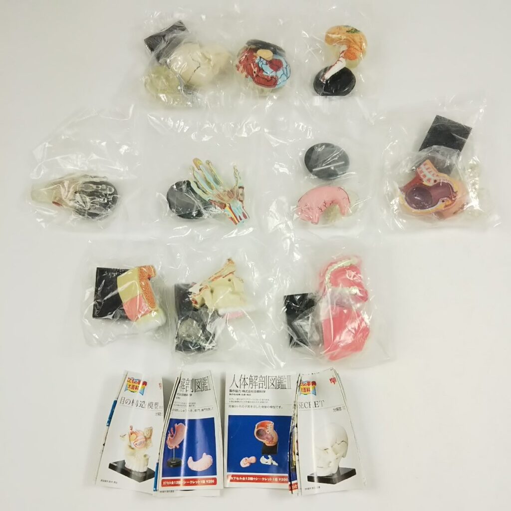 未開封 Yujin ユージン こどもの事典 人体解剖図鑑Ⅱ 10種まとめて フィギュア 現状品